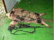 Warchlaczek-loszka. 39kg po wystudzeniu. M�j pierwszy �aciaty.