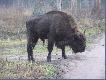 Polowali�my w Puszczy Boreckiej ale oczywiscie nie na te diab�y :)