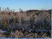 Ska�y, zakrzaczenia, woda, g�ste porosty - tak to wygl�da na starych zr�bach