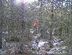 Szukanie �ladu jelenia, do kt�rego strzela� Pawe�. Doj�cie go zaj�o nam ok. 5 godzin, cho� w lini prostej od miejsca strza�u by�o ok. 700 m. Tak trudny jest tam teren .