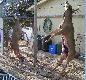 �ania i byczek studz� si� na mro�nym powietrzu