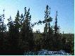 Porastaj�cy stary zr�b