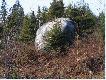 Takich g�az�w jest pe�no zar�wno na zr�bach jak i w puszcza�kiej g�stwinie