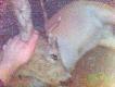 s�aba jakosc bo s�aby aparat w kom�rce