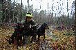 go�cze polskie i fotolas