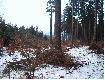 �wietne stanowisko... granica m�odnika i wysokiego lasu ;)
