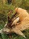 Co s�dzicie o formie jego parostk�w.