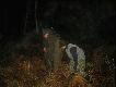 Koledzy niedzia� i paprotny i kole�anka artemis w czasie poszukiwania postrza�ka byka paprota. 10.11.2006r.