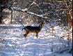 Gapi sie jak by w �yciu Nikona D50 nie widzia�...:)