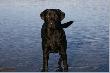 Plama
Labrador plama na polowaniu