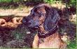 BETA- le�ny portret