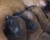 10 dniowe maluchy z miotu " R "