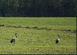 �urawie przylecia�y, co chwil� s�ycha� klangor.