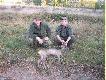 SARNA STRZELONA  W K� �UBR W  SZCZECINIE