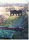 O� rogacz/lis, nieu�ywana w tych zawod�w...
