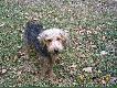 Weteran wielu polowa� :)