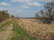 Korona wa�u nad Odr�,wiosn� przy du�ym poziomie wody w rzece, ju� wczesnym popo�udniem mo�na zaobserwowa� ruch w�r�d bobr�w.