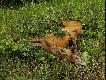 strzelony 11.08.2006, waga parostk�w 509 g, ponad 126 pkt.
