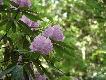 rododendrony w Anglii traktuje si� jak u nas czeremch� amer. czy robini� akacjow�