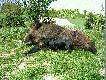 ... i jeszcze raz m�j  "trzynastak ;-)"