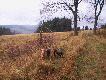 Tija chcia�a si� wtopic sprytnie w otoczenie ale Luna j� zdradzi�a... Niestety Lunka jest zbyt ciemna jak na ten kamuflarz dooko�a Titi...