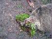 or� zdobi m�j pok�j my�liwski. To ten z poprzedniego zdj�cia