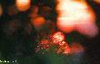Zach�d, nied�ugo trza si� b�dzie zbiera� . . . . . .