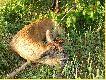 poranny czerwcowy podch�d uwie�czony sukcesem. Typowy my�kus w 3 poro�u waga tuszy 17 kg.