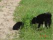Na spacerze w lesie.Jak wida� dopiero si� poznaj�.