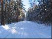 Puszcza Niepo�omicka zim�