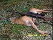 Szydlarz druga g�owa trzeci rok �ycia.