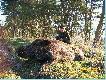 Kolejny odyniec. Pozyskany o �wicie 13 kwietnia br, kiedy najedzony wraca� do bagna, po nocy brojenia :) Dzik by� kulawy. Strzelany z ambony, pierwsze czyste pud�o - w biegu, drugi strza� celny, w jeszcze szybszym biegu. zrolowa� jak zaj�c. Czysta komora. Wa�y� 71kg.