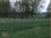 Dziki, zdj�cie kiepskie (spora odleg�o��).