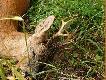 �adny sz�stak.Szkoda tylko �e nie do�y� �ownego wieku i zosta� potr�cony przez samoch�d-coraz cz�strzy problem naszych �owisk