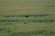 Locha i warchlaki.Zdecydowa�em sie oddac strza� do warchlaka,kt�ry by� w odleg�o��i ok 150-170m.1 strza� pud�o.