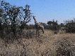 �owisko by�o bogate w �yrafy