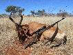 Hartebeest z .375H&H Mag.