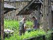 GC odyniec co� tam sciemnia:)