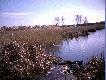 Bagno Mor�skie uznane za u�ytek ekologiczny ze wzg. na wyst�powanie w jego otoczeniu ok. 150 gat.ptakow, z czego kilka stanowi ju� unikat w skali kraju,kani� rdzaw� i czarn� ,orlika krzykliwego,trzmielojada,b�otniaka zbo�owego, bielika,krogulca,i kobuza