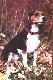 Za zgod� Darka i na pro�b� "Maksia" zamieszczam zdj�cie jego przyjaci�lki "Lucy". 

Beagle s� specjalistami w polowaniu na kr�liki i zaj�ce. Reaguj� na "ciep�y" trop, g�osz�c - nie nazw� tego szczekaniem a raczej - rozdzieraj�co-p�aczliwym g�osem, �e s� na tropie za zwierzyn�.  Bez niej nie wyobra�amy sobie polowania na zaj�ce i kr�liki.