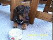 Moja towarzyszka �ow�w. 