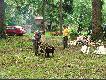 Porz�dkowanie placu... w tle widoczne zabudowania "Le�nictwa D�bina"