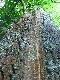  stary  jarz�b